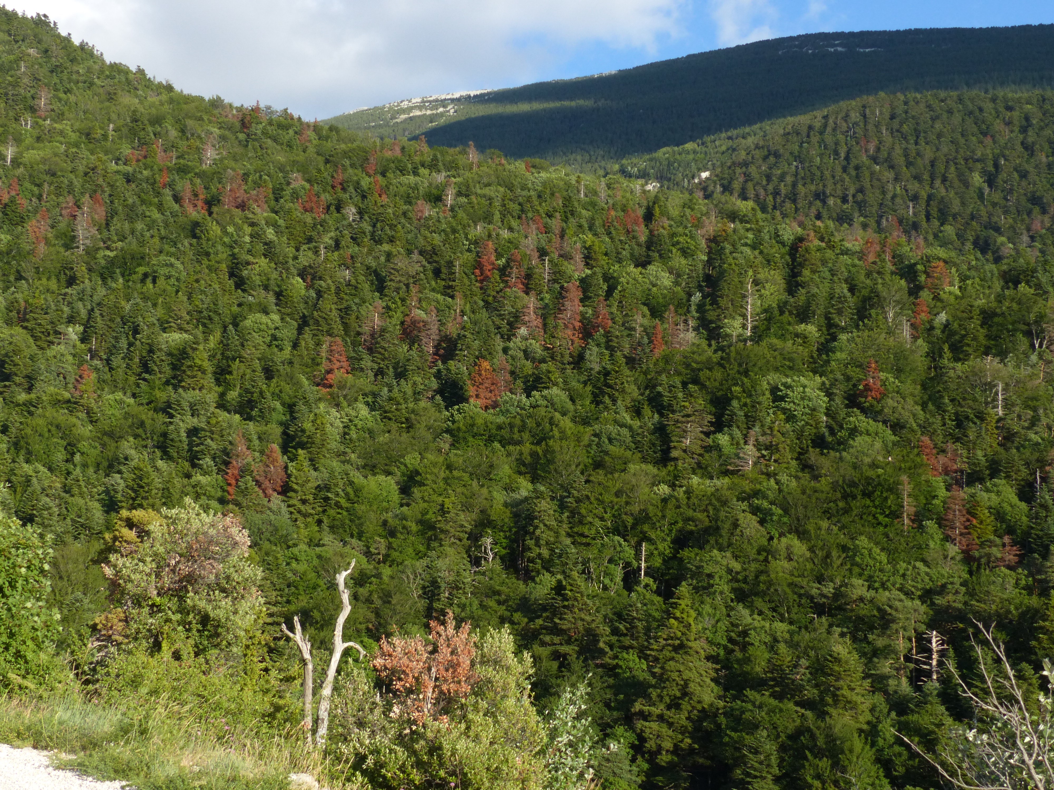 Recherche_Forêt_Mont-Ventoux Recherche_Forêt_Mont-Ventoux